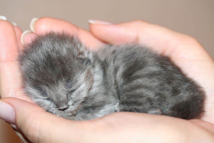 Крошечка... котенок, кошки, домашние любимцы