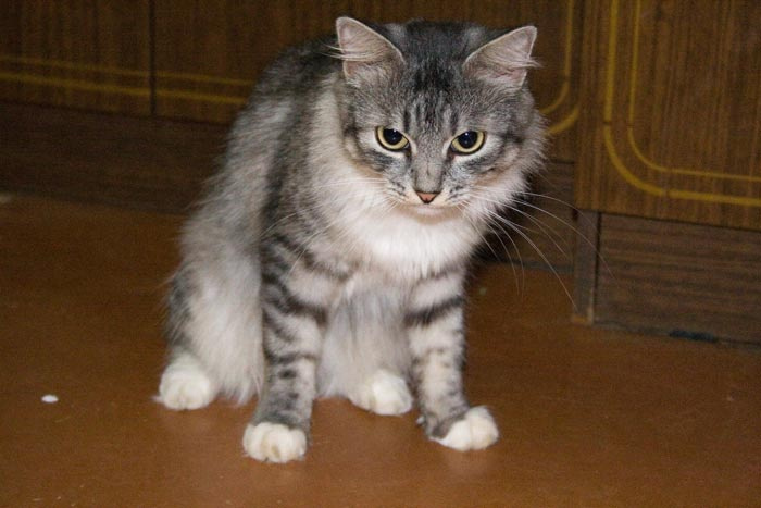2 кошки