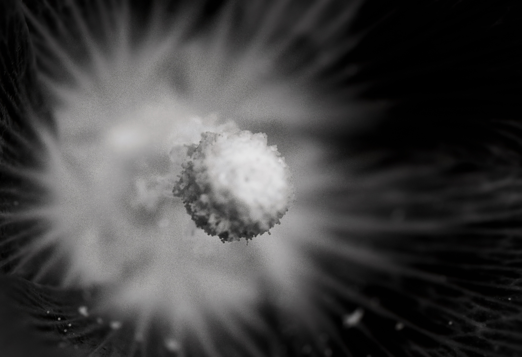 The Big Bang 