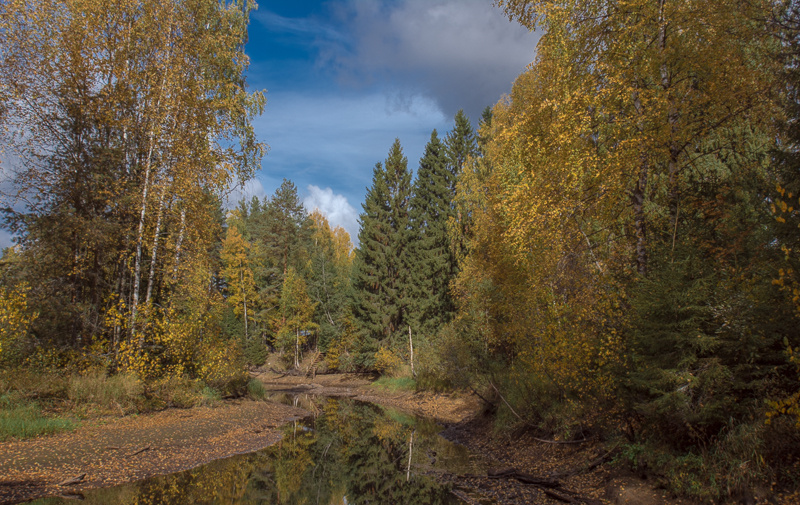 Осень Вода лес