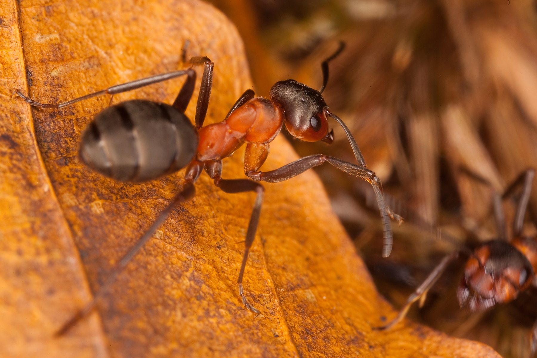 Ants 