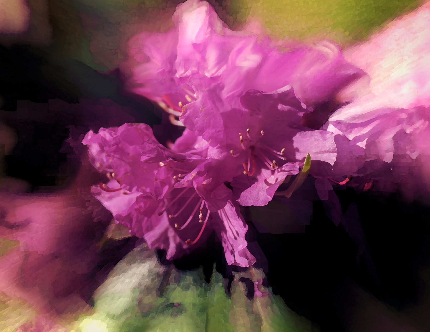***Rhododendron 