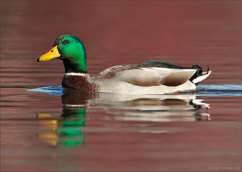 Mallard осень озеро селезень mallard