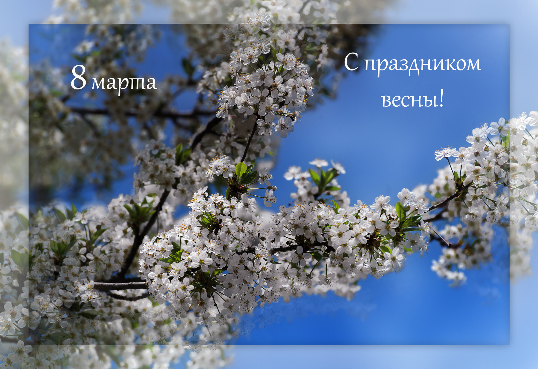 С праздником весны! фишня цвет