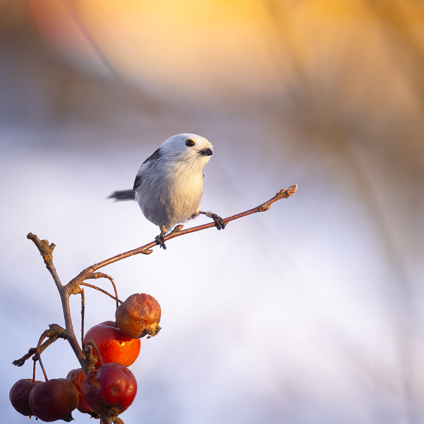 Long-tailed Ti 