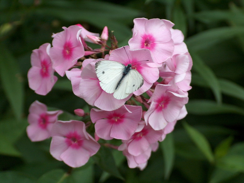 *** pink 
