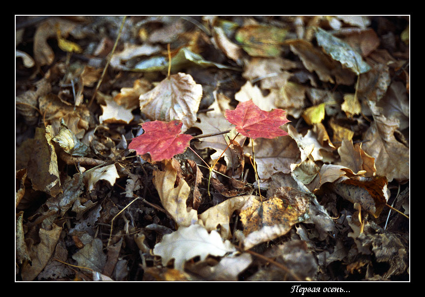 -=Первая осень...=- agfa vista
