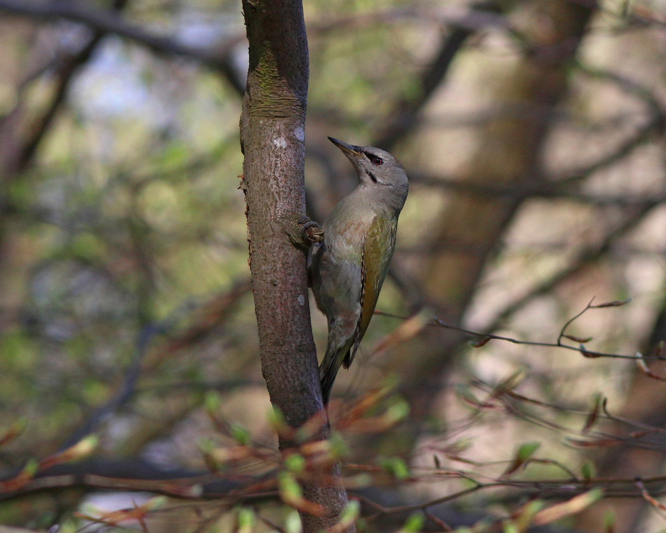Седой дятел, девочка Седой дятел Седоголовый Picus canus Grey-headed woodpecker