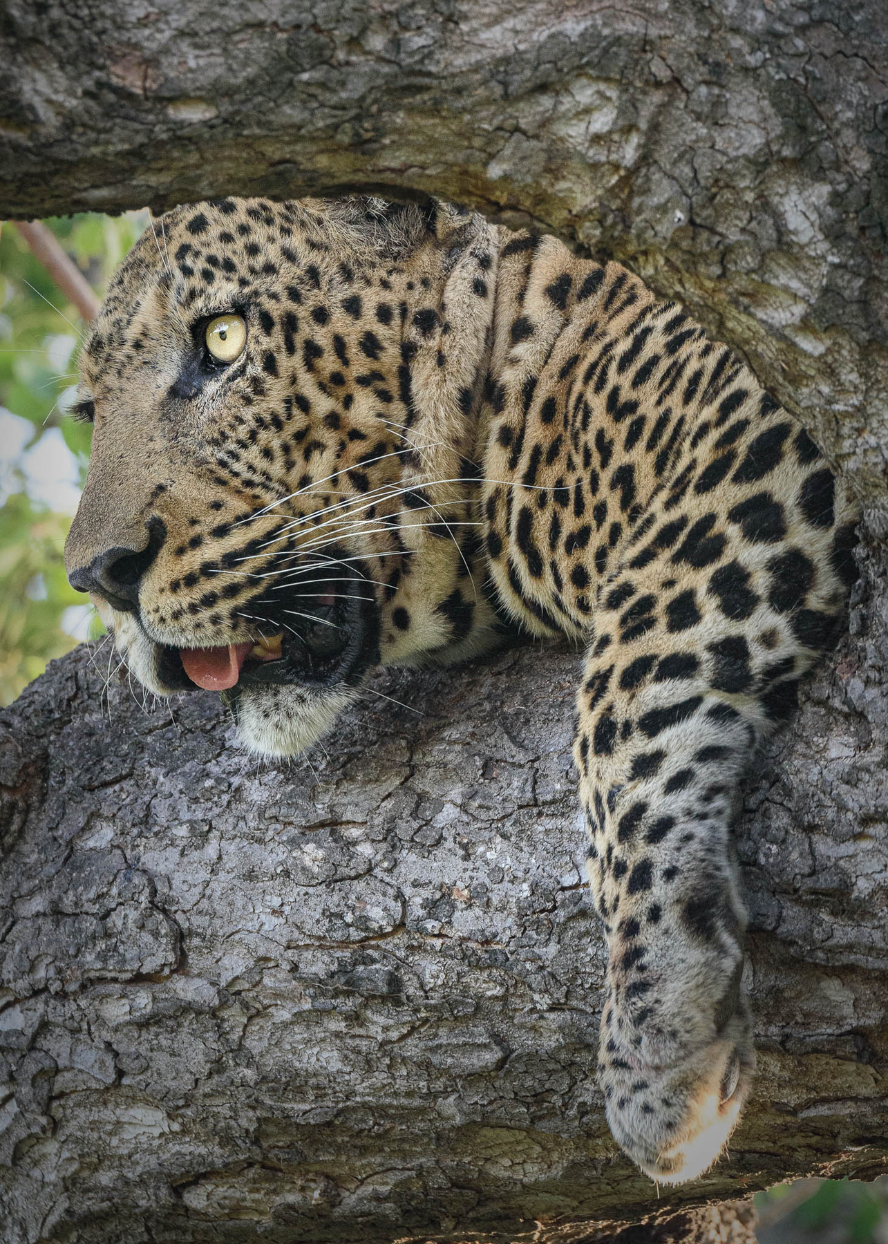 Леопард животные парк Крюгера ЮАР январь леопард animals Kruger Park South Africa January leopard