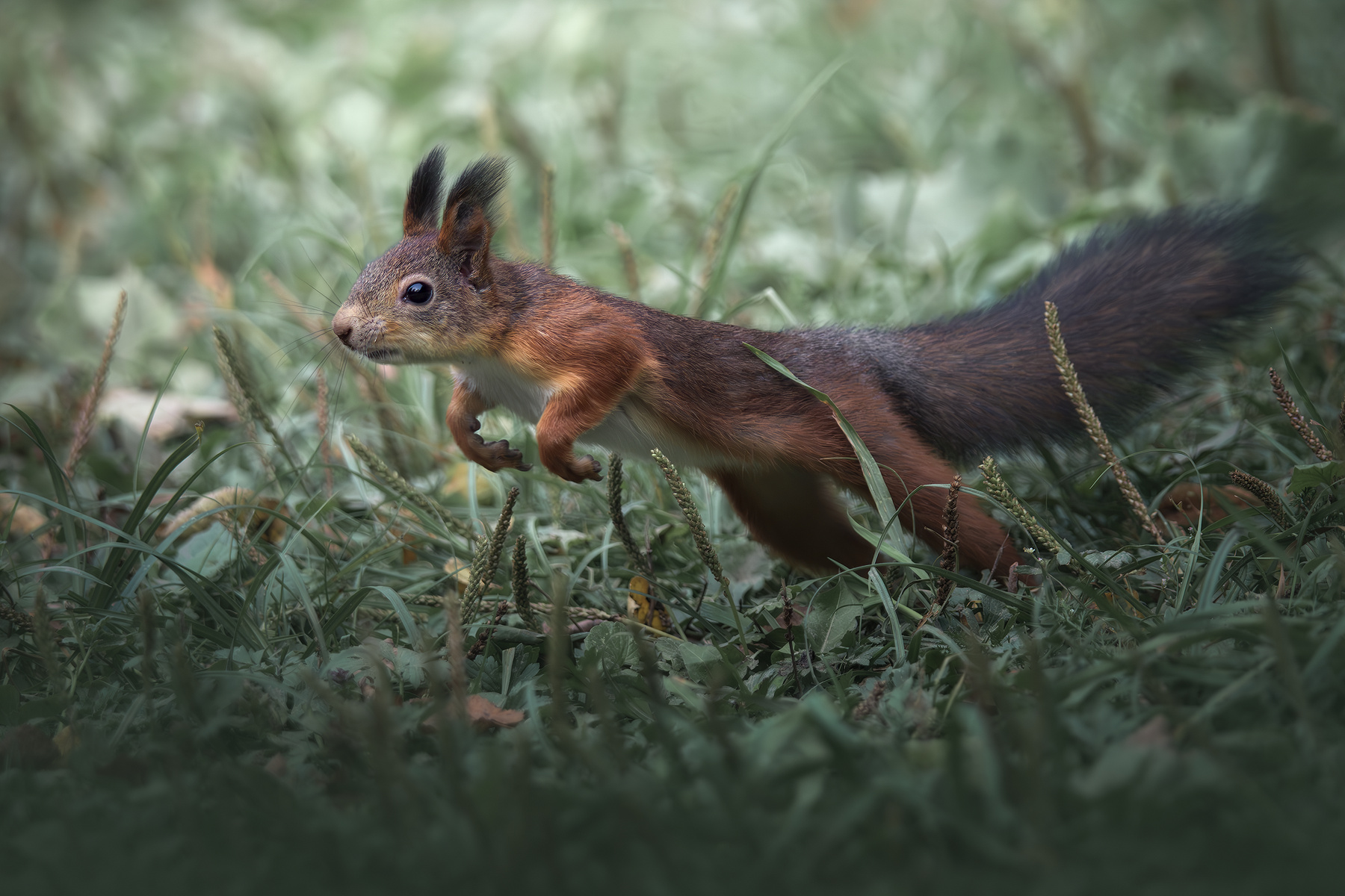 Обыкновенная белка (Sciurus vulgaris) 