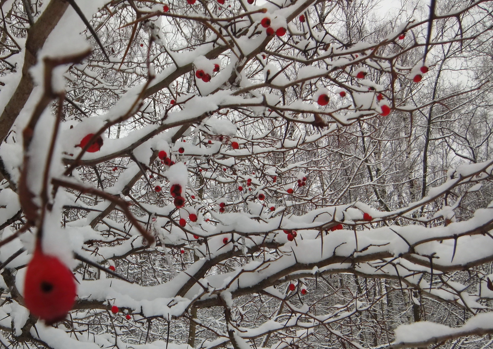 Красное на белом 