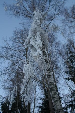 Зимний лес лес береза зима снег