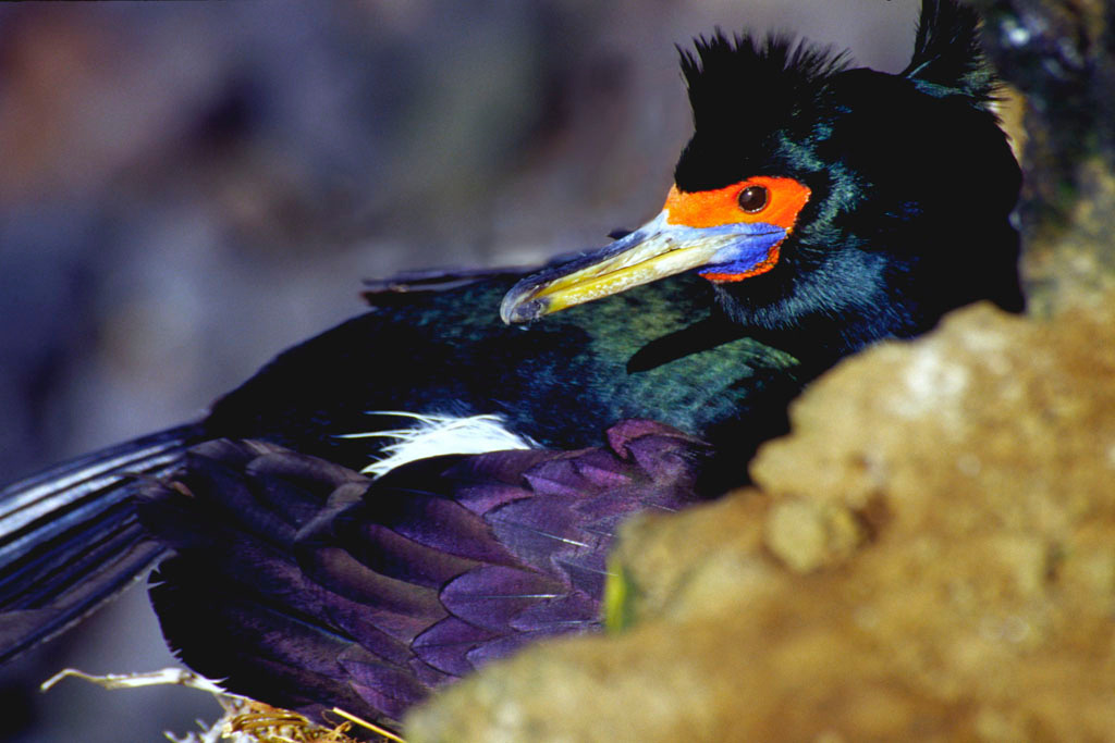 Краснолицый баклан (Phalacrocorax urile) баклан, cormorant, birds