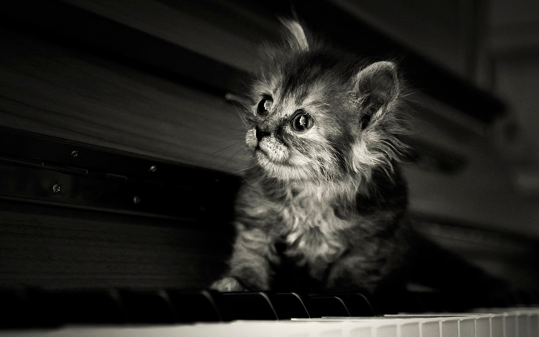 Нота ~мяу~ животные кошка джеки