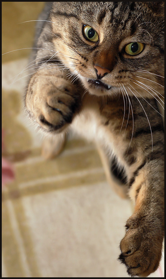 Иногда и котам сдают нервы... Кот боксёр