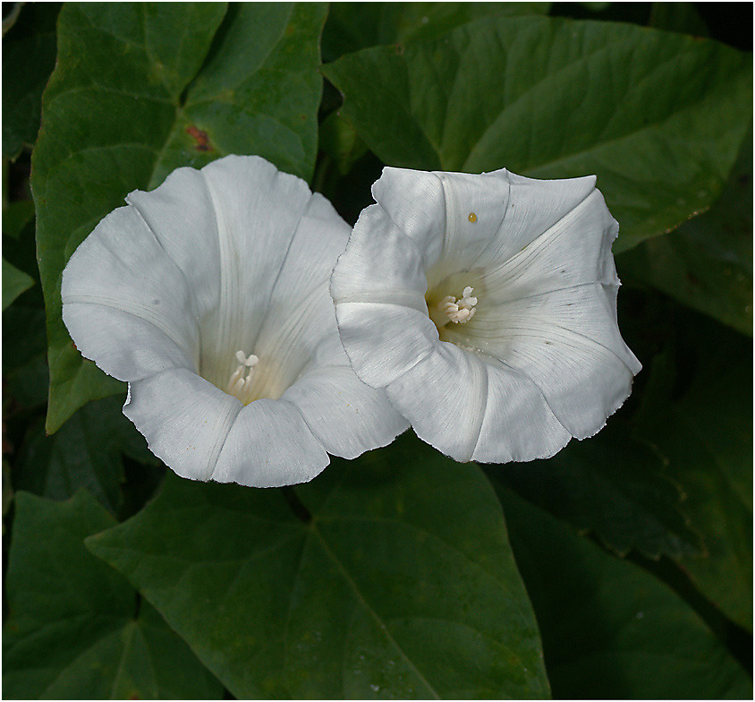 Calystegia sepium - Повой заборный. Calystegia sepium Повой заборный уветок растение