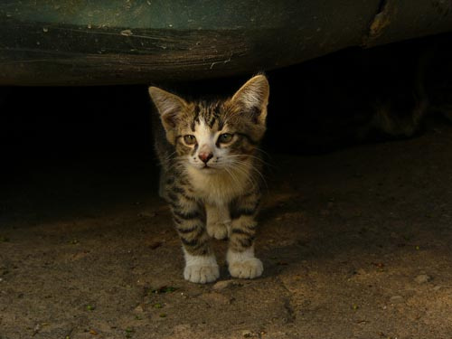 Сосед Котенок