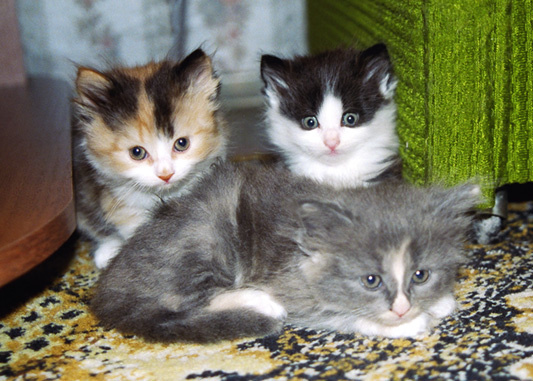 семейство кошачьих котята