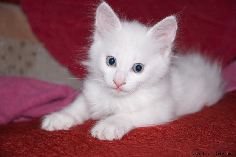 Гламурный котик кошка котёнок кот