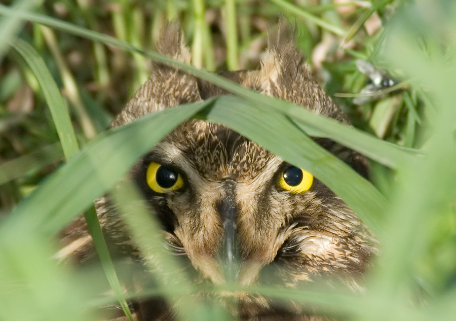 Спрятанная Болотная сова, Short-eared Owl, Asio flammeus