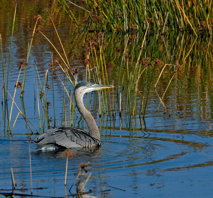 Водоплавающая Большая голубая цапля, Ardea herodias, Great Blue Heron, Malibu Lagoon, California