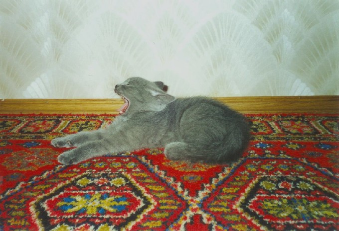 Ня-а-а-а! Котенок