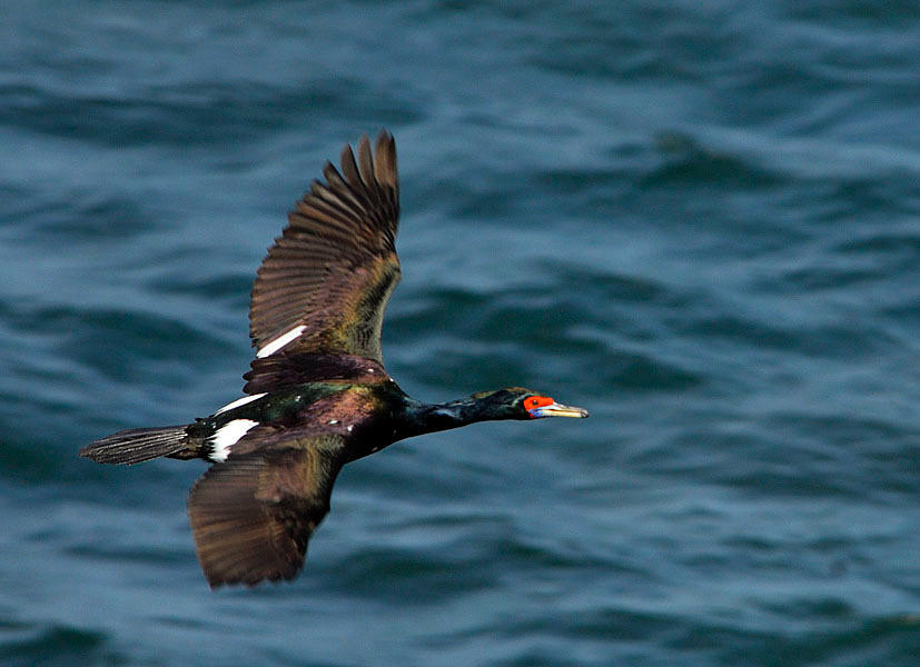 Баклан Краснолицый баклан, Phalacrocorax urile, Остров Св. Георгия, о-ва Прибылова, Red-faced Cormorant, St. George Island, the Pribilofs, Bering Sea, Alaska