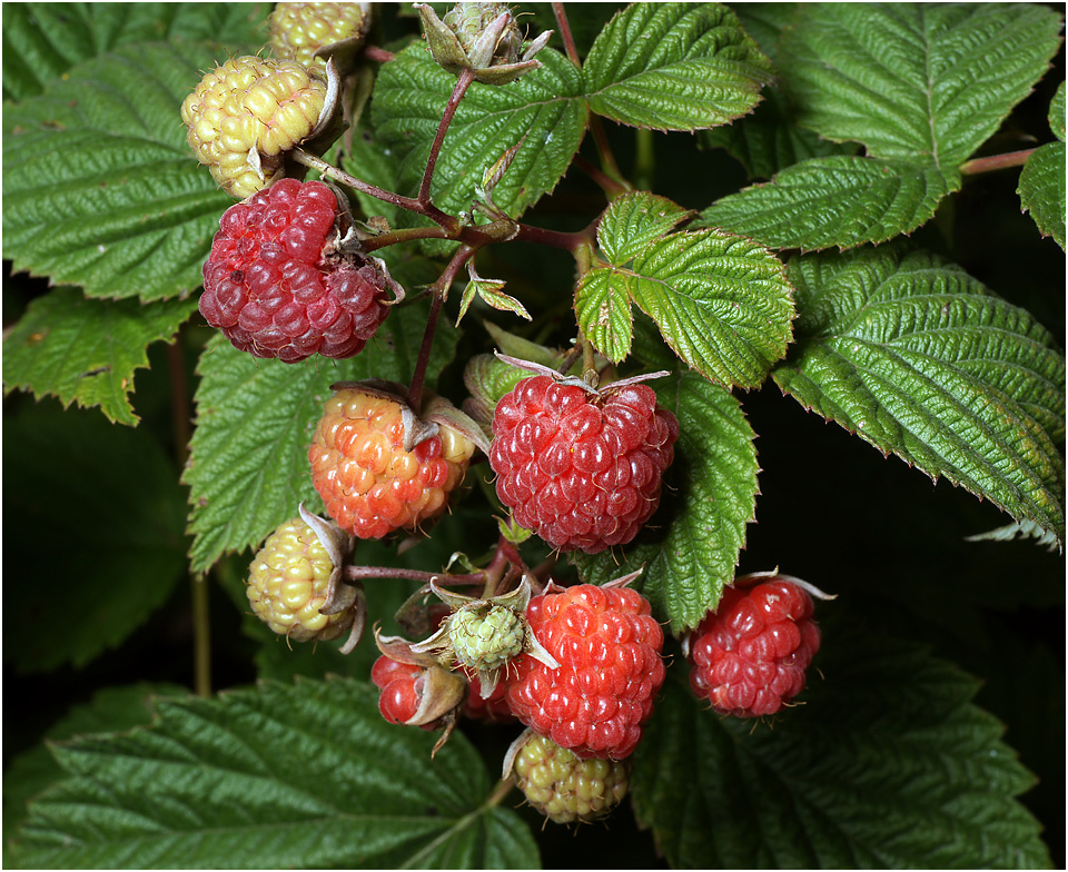Малина Rubus idaeus ягоды малина созревание урожай