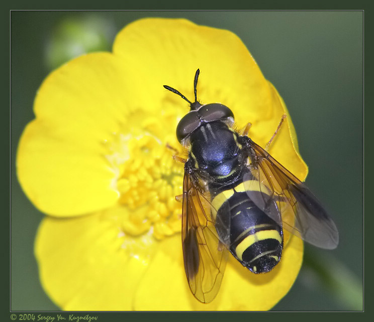 Вечерний "наряд". Журчалка - Chrysotoxum bicinctum. Муха-журчалка - сирфида -  Chrysotoxum bicinctum