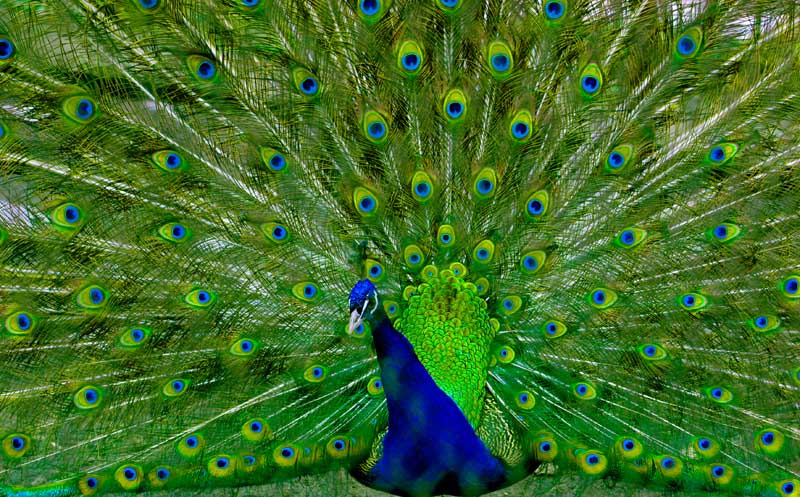 Яркие краски Zoo павлин Zoo зоопарк
