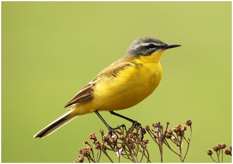 Трясогуска желтая ( Citrine Wagtail ) птица,Трясогуска