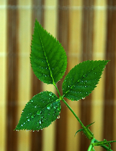 Розовые листочки 
