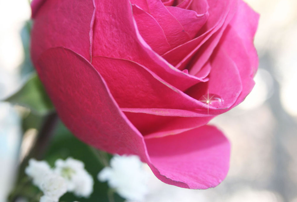 ~ rose ~ 
