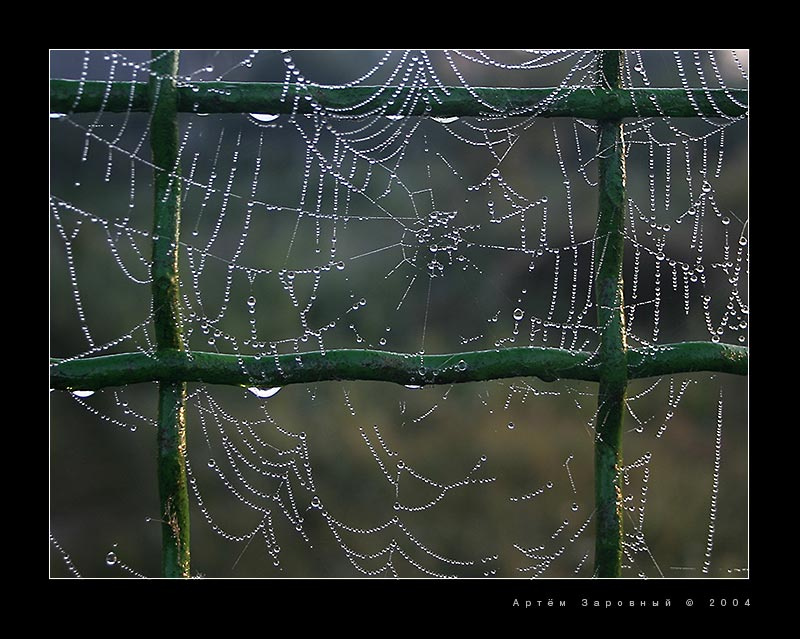 Net in a net сеть паутина решётка роса утро