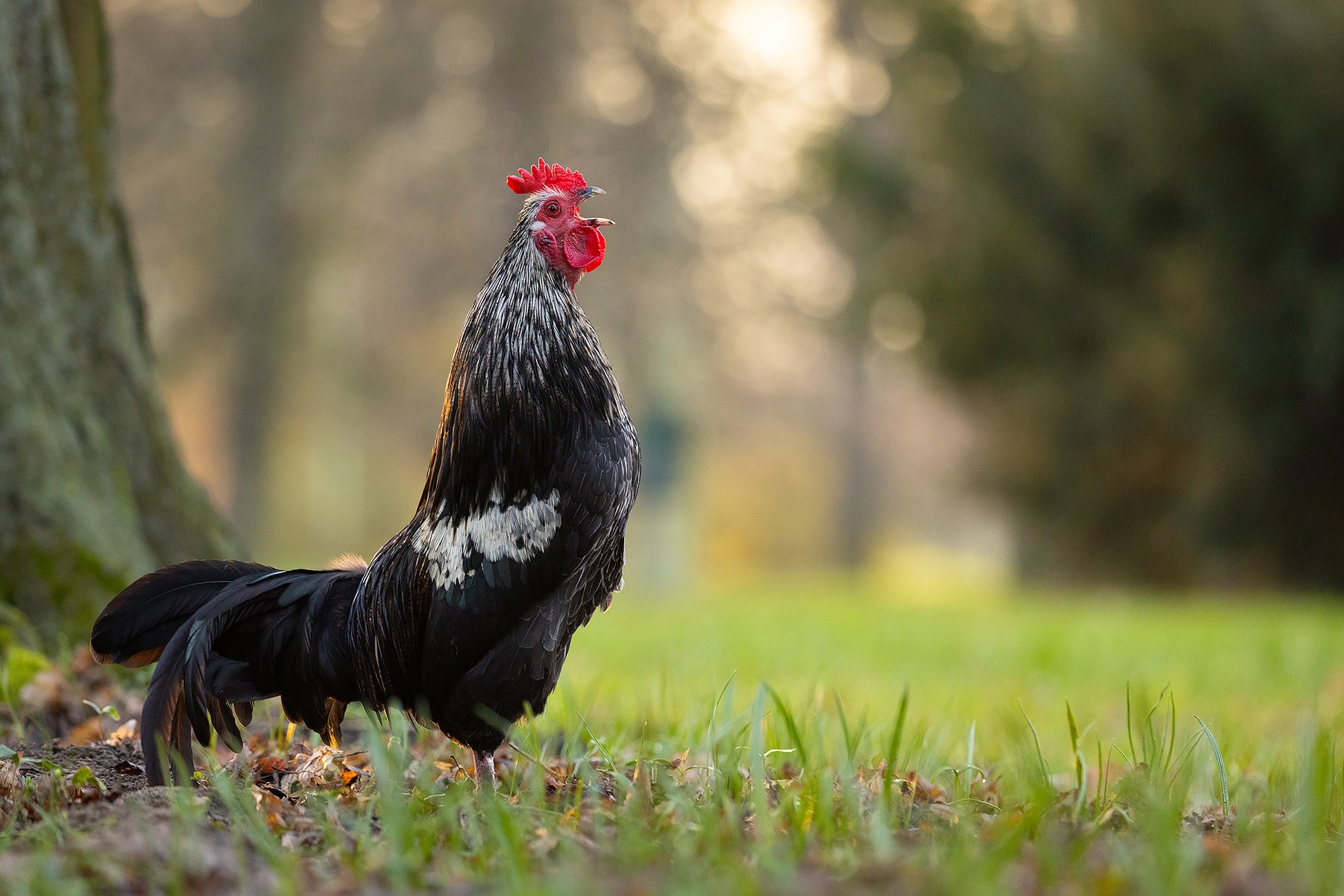 Cock 