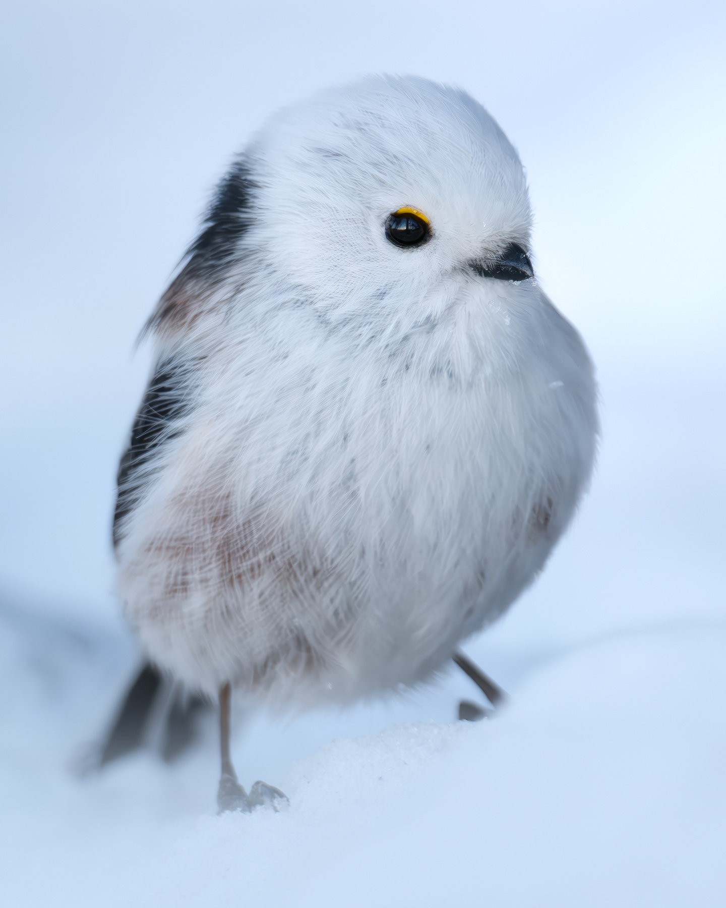 Длиннохвостая синица (Aegithalos caudatus) 