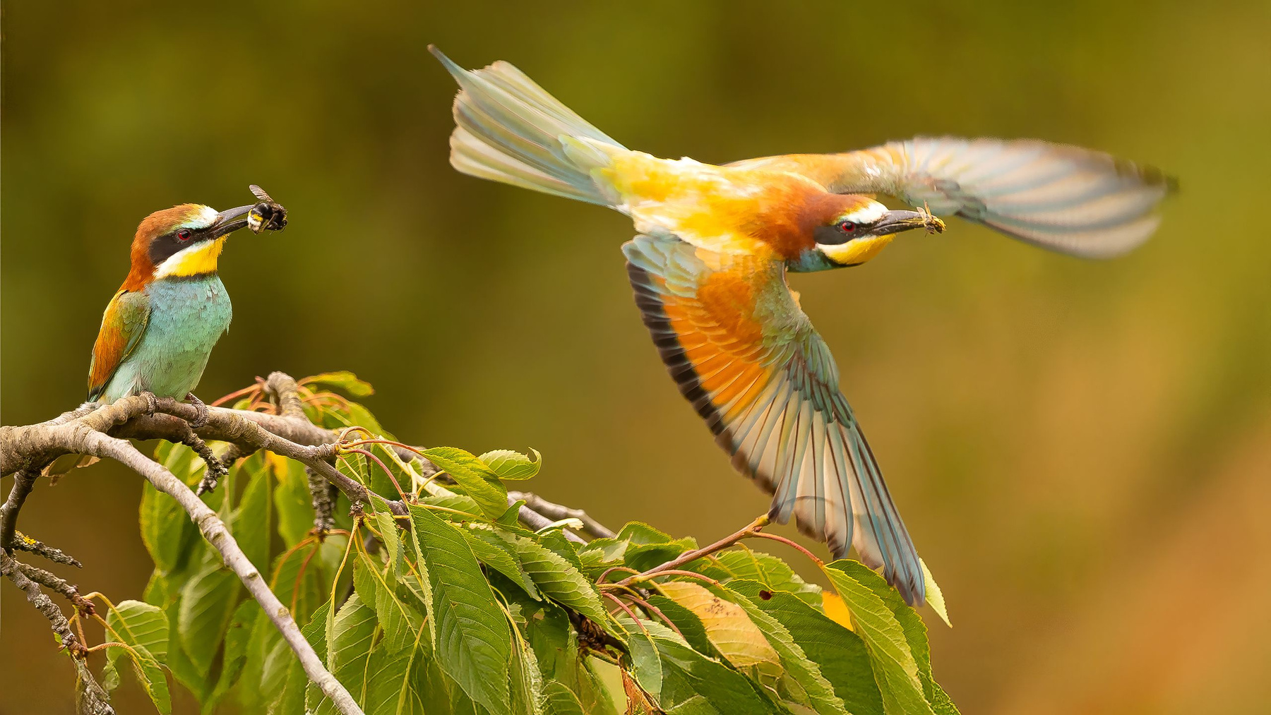 Bee-eater 