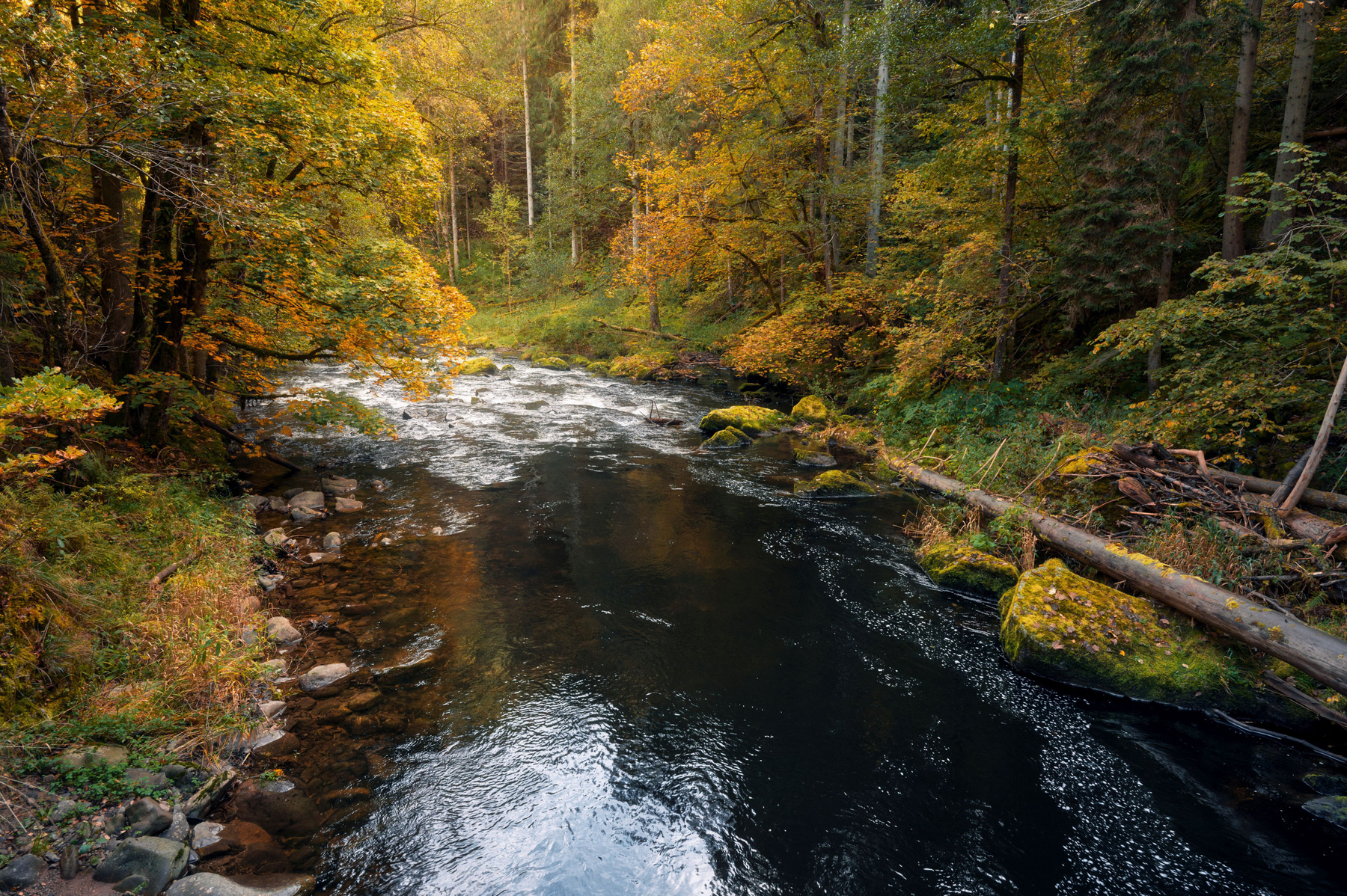 Wutachschlucht ущелье ручей бревно лес осень листва