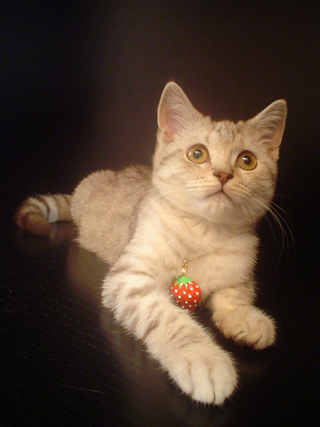 Клубничка кот британец подвеска клубничка