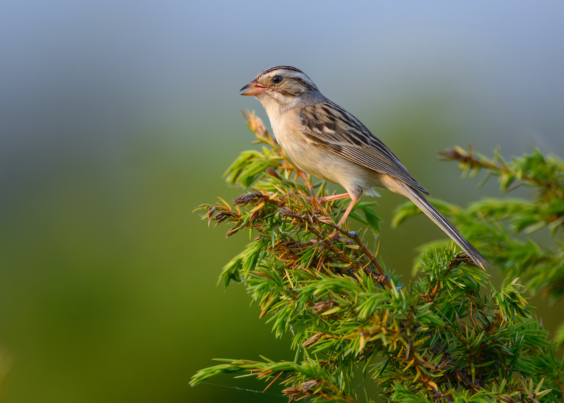 Clay-colored sparrow 