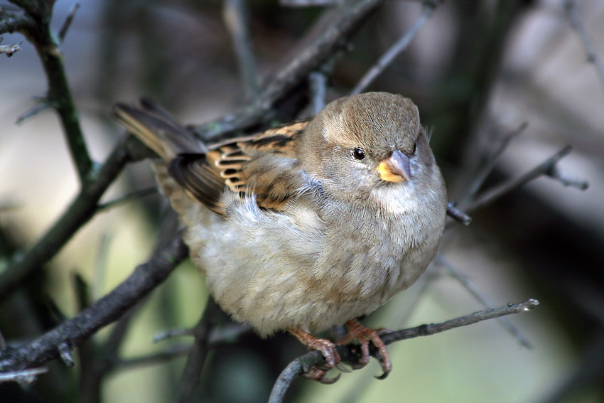 Нам в кустах никто не страшен домовой воробей Passer domesticus