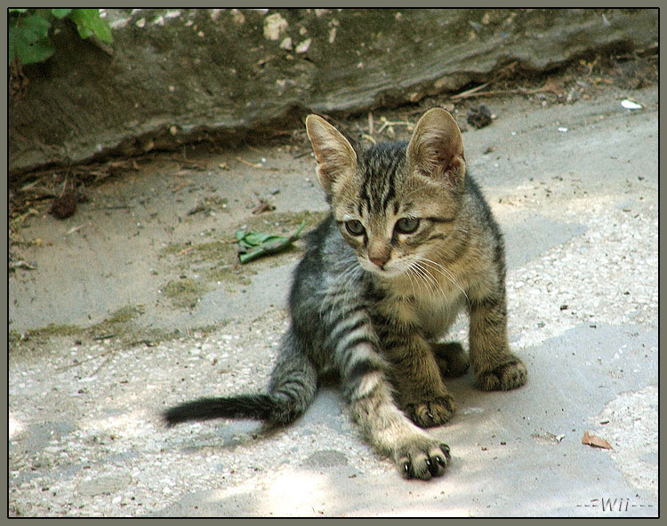 Interes - prodoljenie kitten