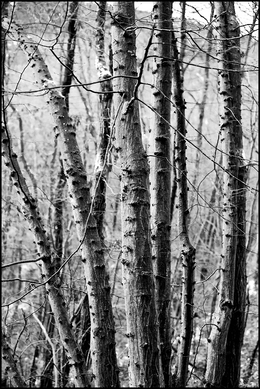 *** nature tree Miranda