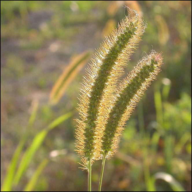 Двое. На закате ежовник обыкновенный куриное просо еchinochloa crusgalli