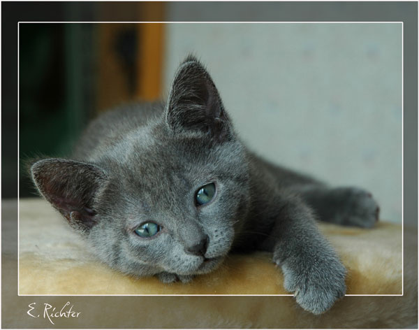 *** котёнок