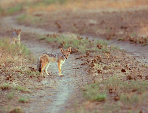 одиночество Botswana Kalahari