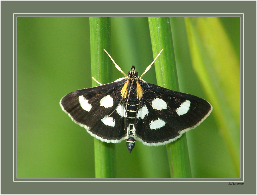 Маленькое чудо бабочка Anania jctomaculata.