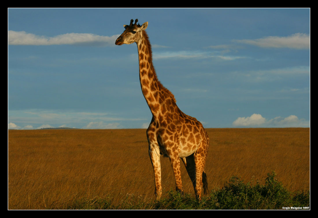 Giraffe Кения Масай-Мара Сафари Жираф