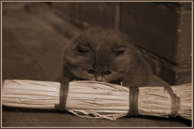 работать!!! кошки