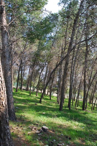 Зимний лес лес